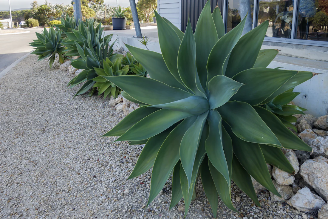 Agave plants along a gravel path