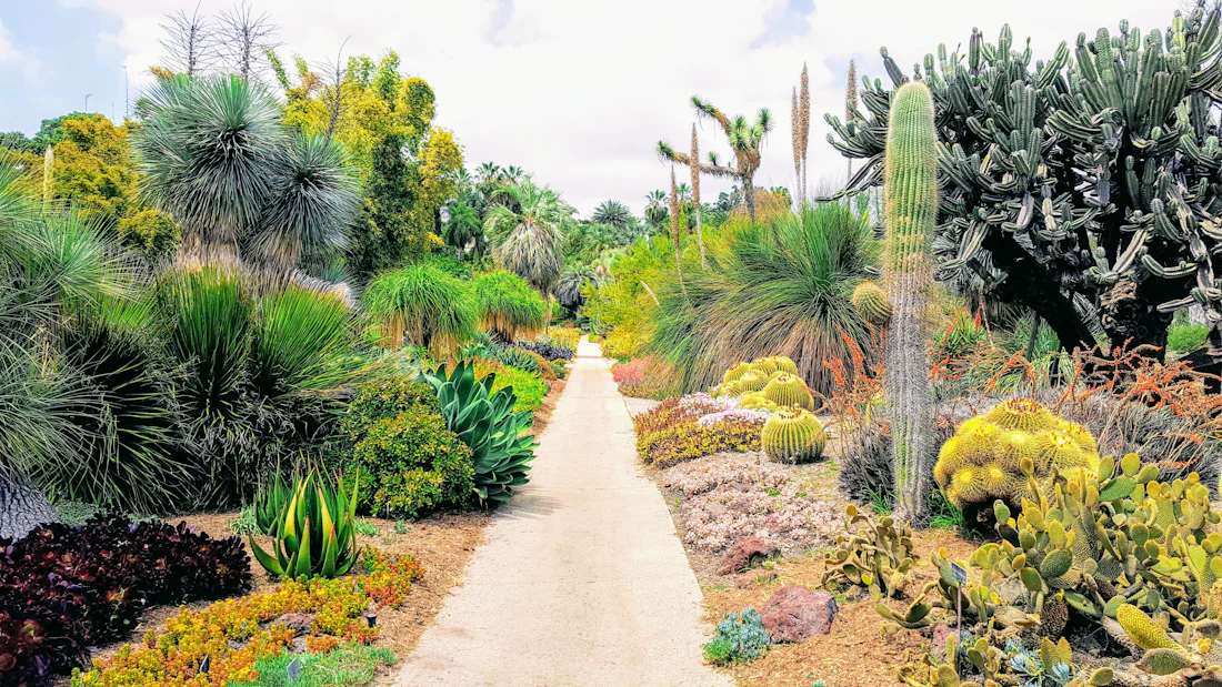 Drought-tolerant garden with path