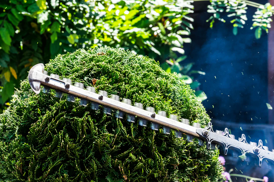 Hedge being trimmed with a hedge trimmer