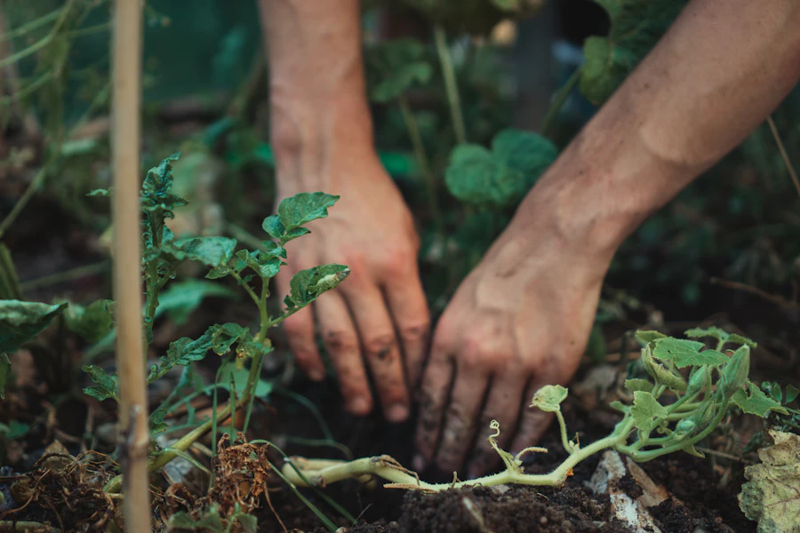 Hands planting a young green seedling in soil